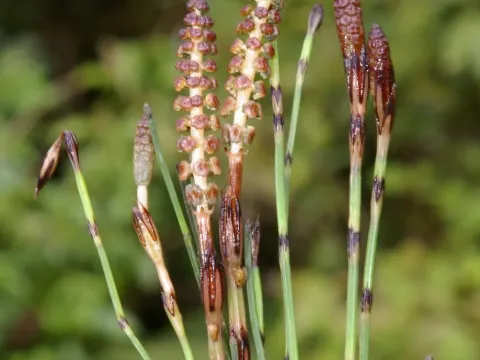 Bogota horsetail