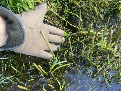 Water horsetail