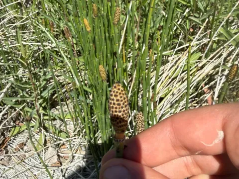 Smooth scouring rush