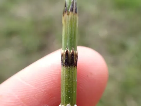Marsh horsetail