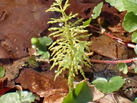 Wood horsetail