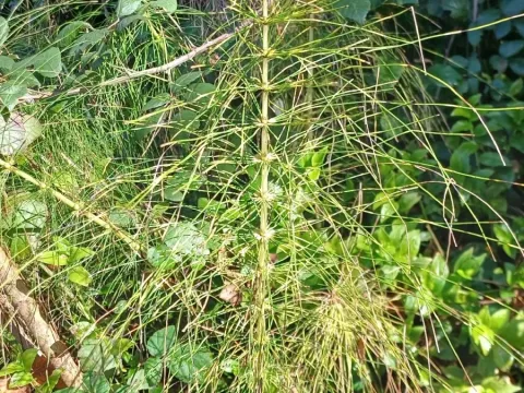 Great horsetail