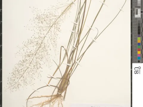 Airoide lovegrass
