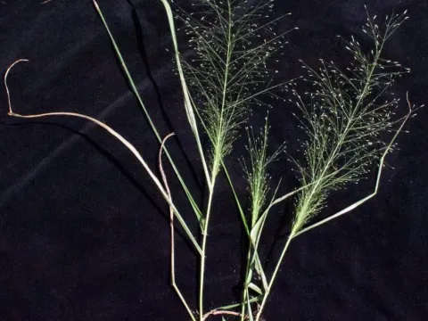 Rough lovegrass