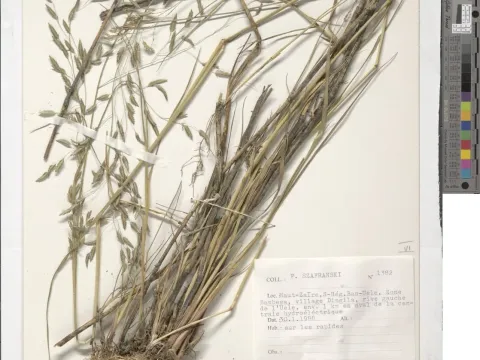 Barter's lovegrass