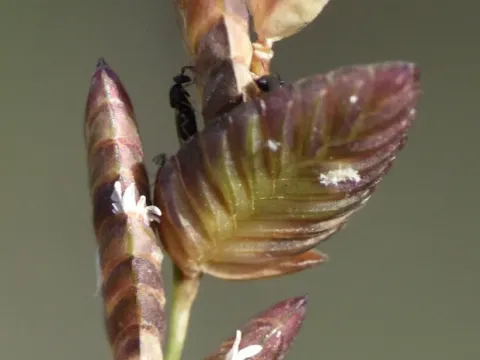 Eragrostis capensis
