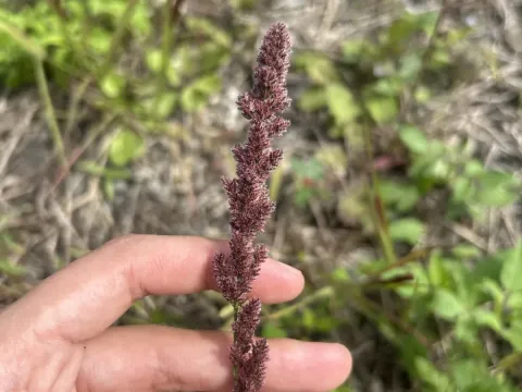 Gophertail lovegrass