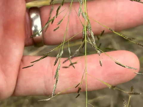 Eragrostis diffusa