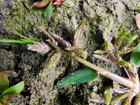 Creeping lovegrass