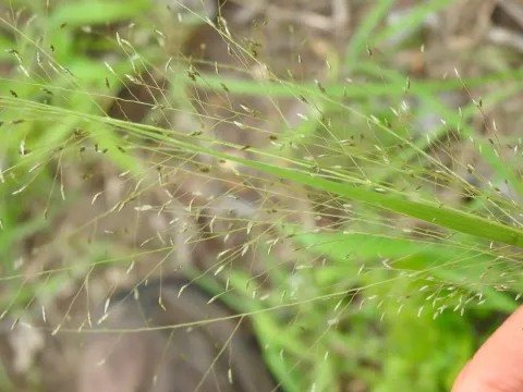 Intermediate lovegrass