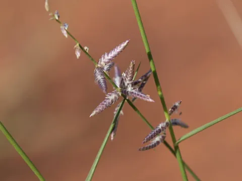 Woolly lovegrass