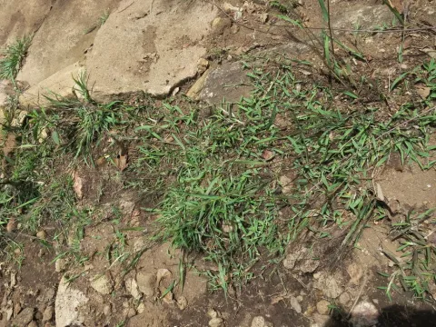 Eragrostis macilenta