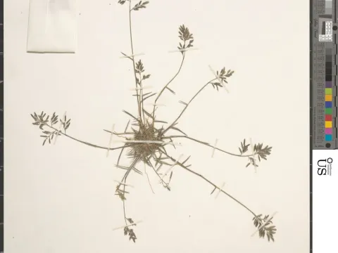 Eragrostis maderaspatana