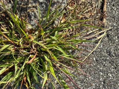 Eragrostis multicaulis