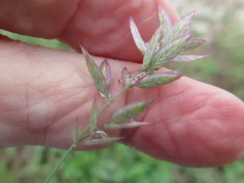 Oxylepis lovegrass