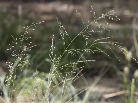 Smallflower lovegrass