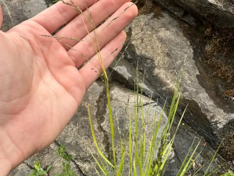 Tufted lovegrass