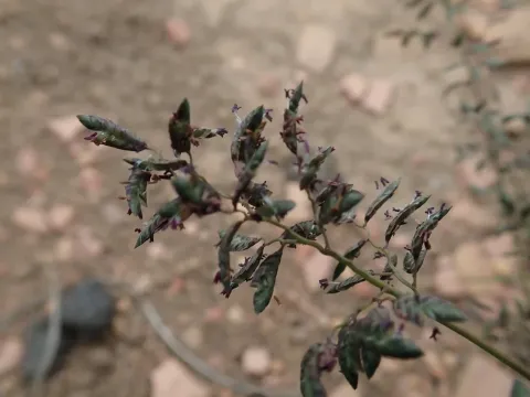 Eragrostis pseudosclerantha
