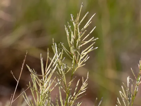 Eragrostis setifolia