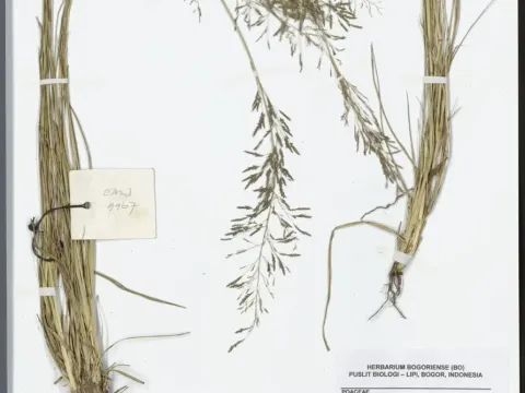 Eragrostis patula
