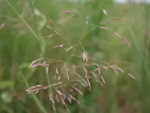 Eragrostis tremula