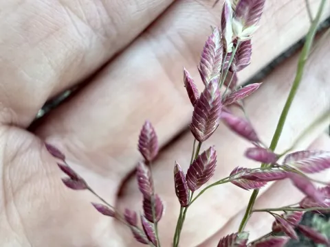 Chinese lovegrass