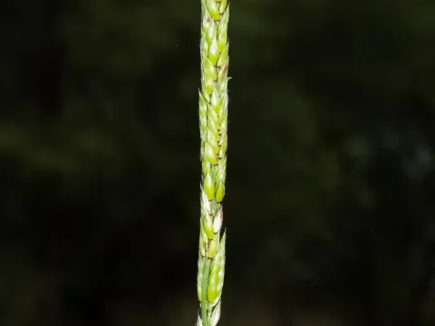 Eriochloa contracta