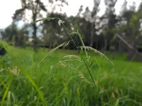 Eriochloa procera