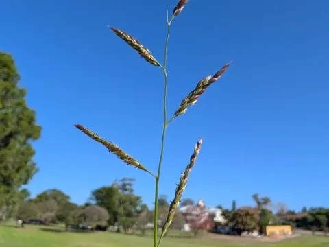 Eriochloa pseudoacrotricha