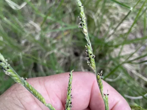 Eriochloa sericea