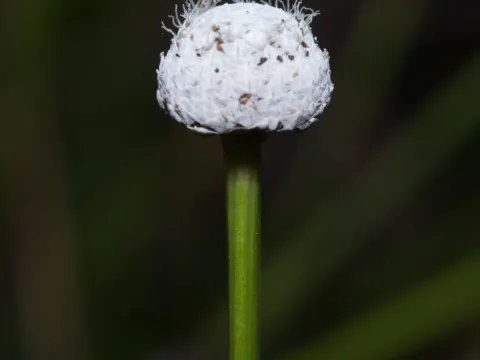 Eriocaulon australe