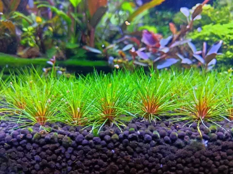 Eriocaulon capillus-naiadas