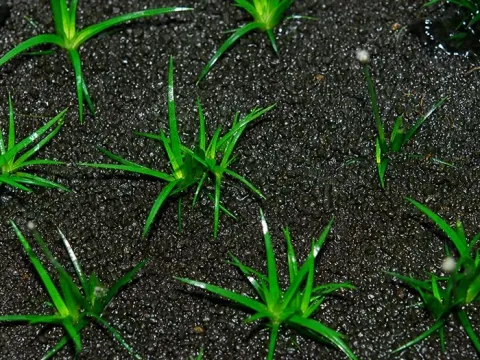 Eriocaulon echinulatum