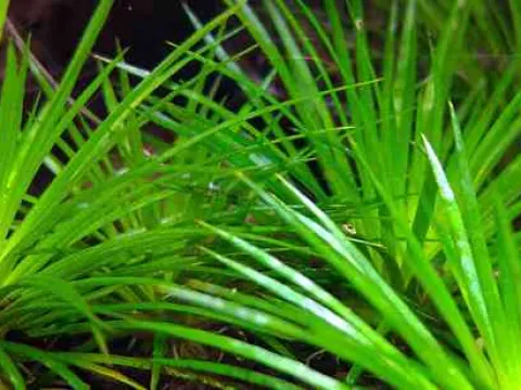 Eriocaulon cristatum