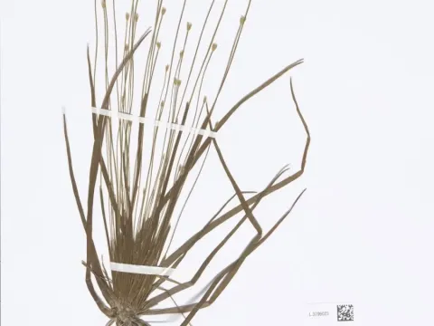 Eriocaulon Hondoense