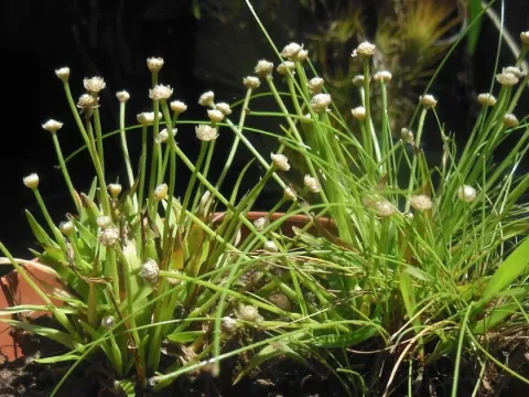 Eriocaulon longifolium