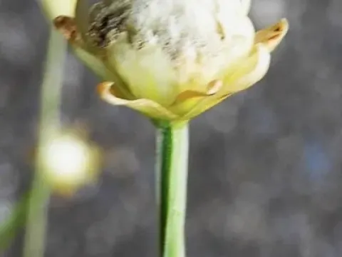 Eriocaulon nipponicum