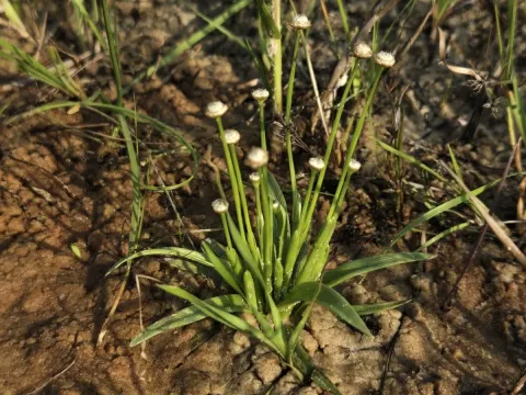 Eriocaulon truncatum