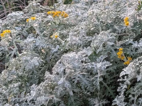 Eriophyllum
