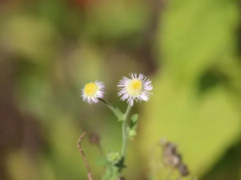 Erigeron asteroides