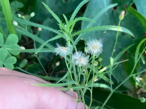 Spreading fleabane