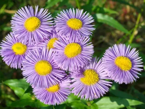 Erigeron hybridus