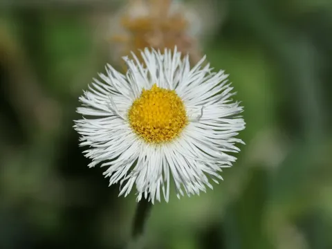 Erigeron longipes