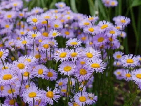 Annual fleabane