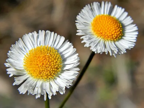 Southern fleabane