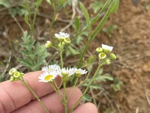 Erigeron strigosus