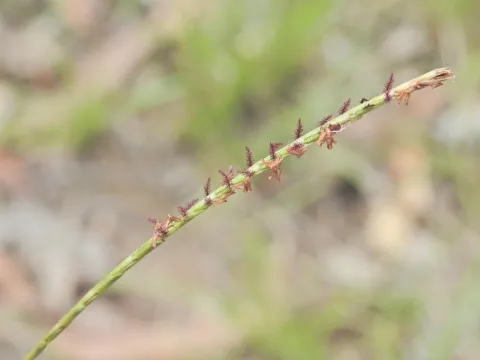Eremochloa bimaculata