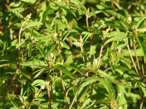 Eremocarpus setigerus