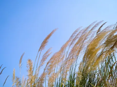 Еріантус