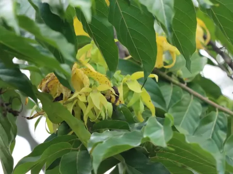 Ylang-ylang